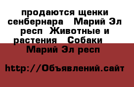 продаются щенки сенбернара - Марий Эл респ. Животные и растения » Собаки   . Марий Эл респ.